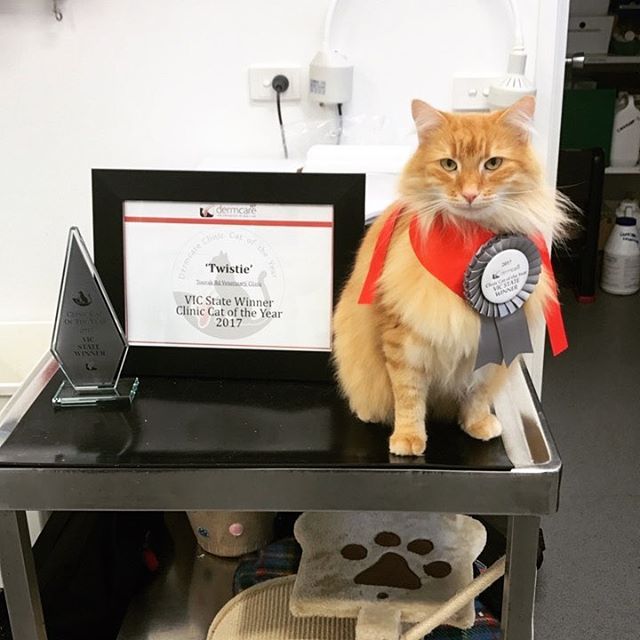 Victorian Clinic Cat of the Year Champion