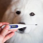 Normal Temperature In Cats And Dogs