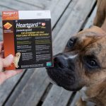 Heartworm Testing Necessary for Dogs Even after Giving Them Tablets