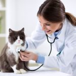 Should My Cat Have An Annual Check Up