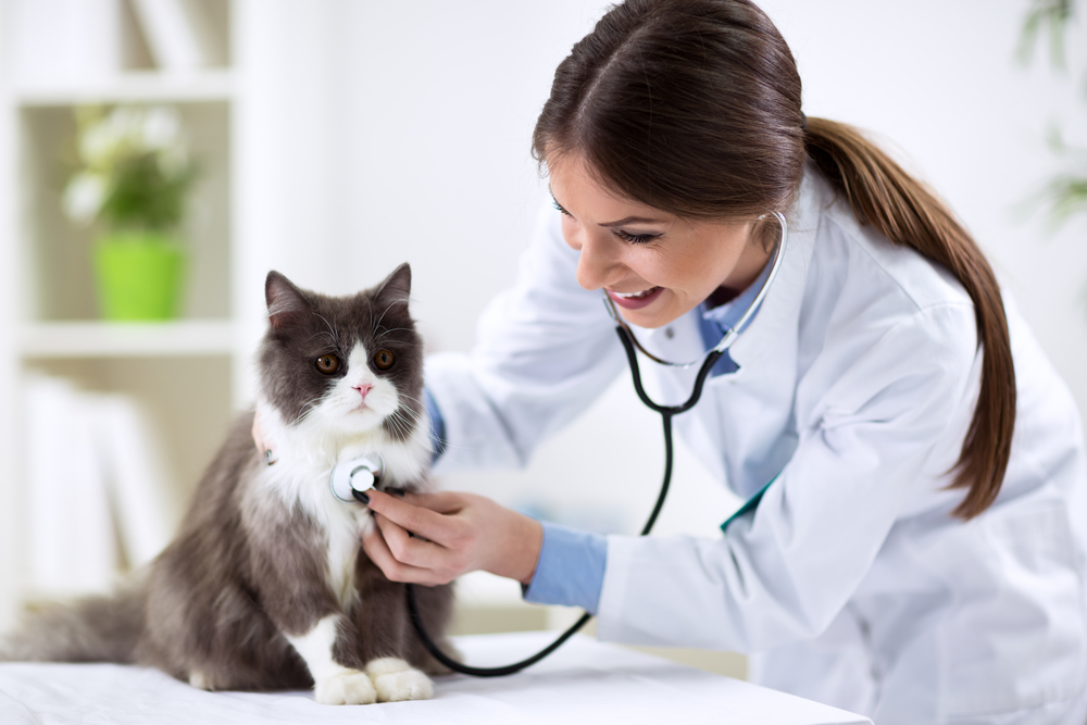 Should My Cat Have An Annual Check Up