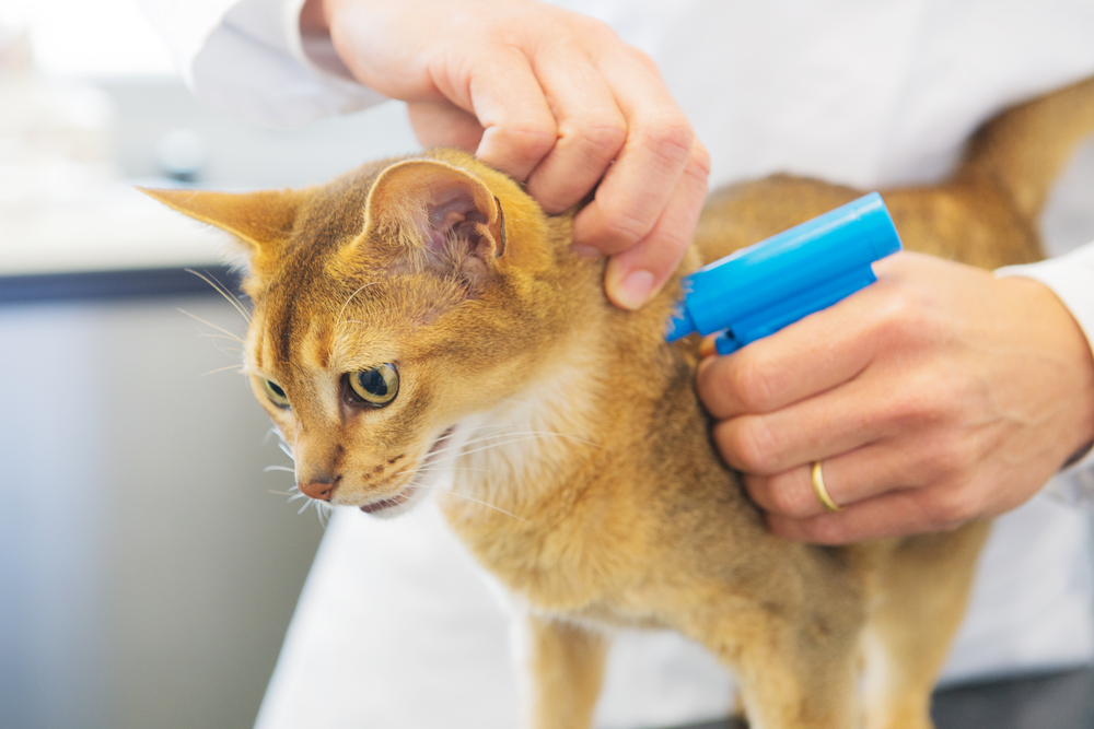 What Is The Importance Of Microchipping Your Pet?