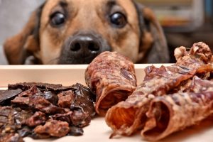Digestive Health Dogs And Cats