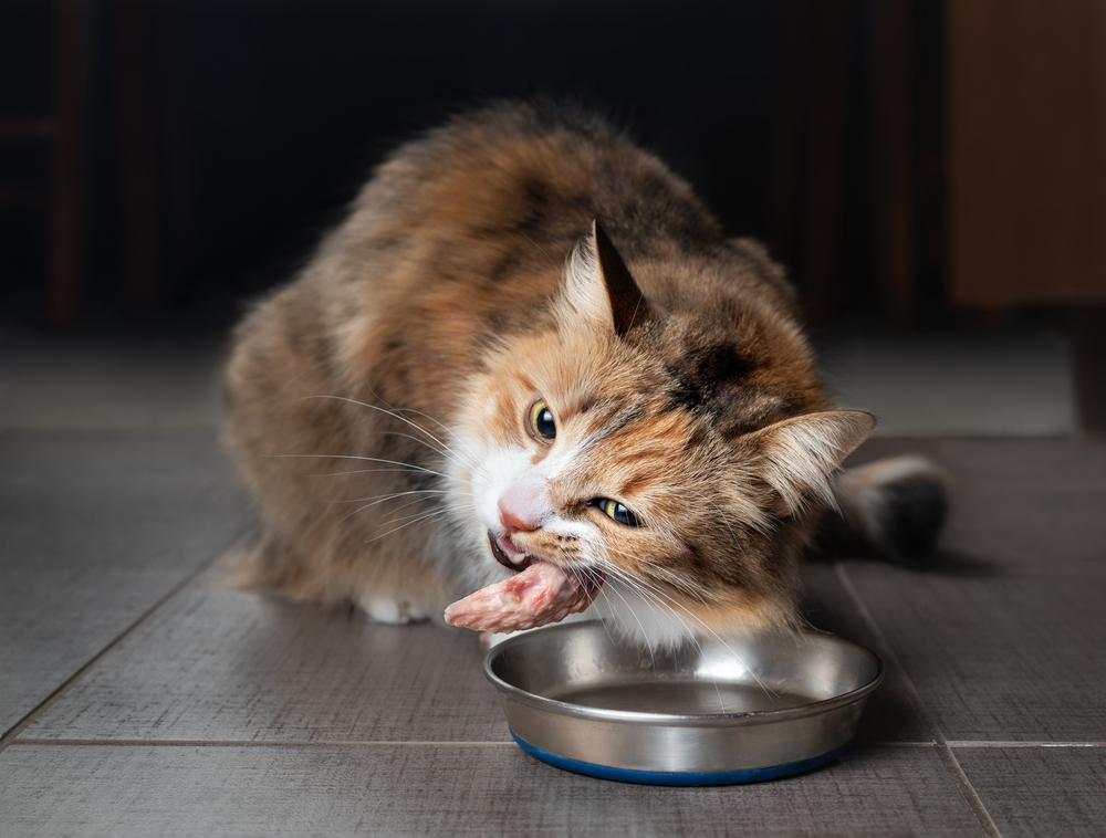Digestive Health Dogs And Cats
