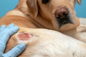 Manage Skin Allergies Dogs And Cats