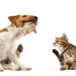 Manage Skin Allergies Dogs And Cats