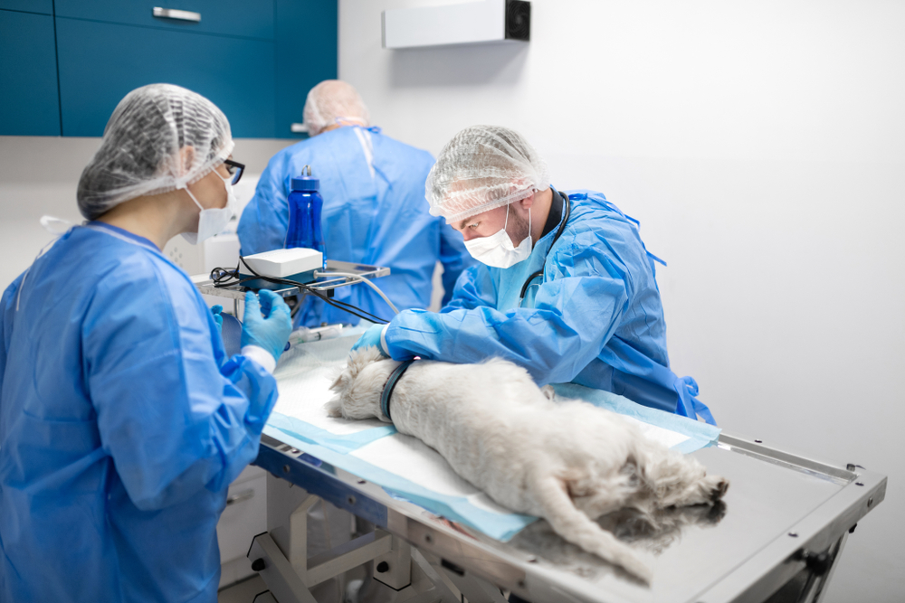Veterinarians in a dog surgery