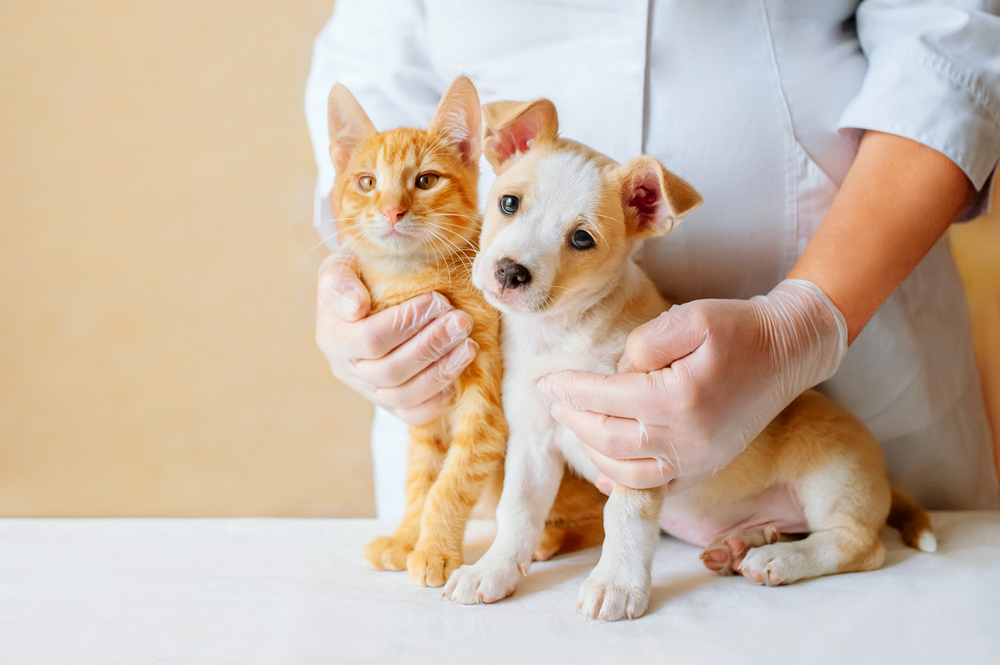 Puppy and kitten at veterinarian doctor