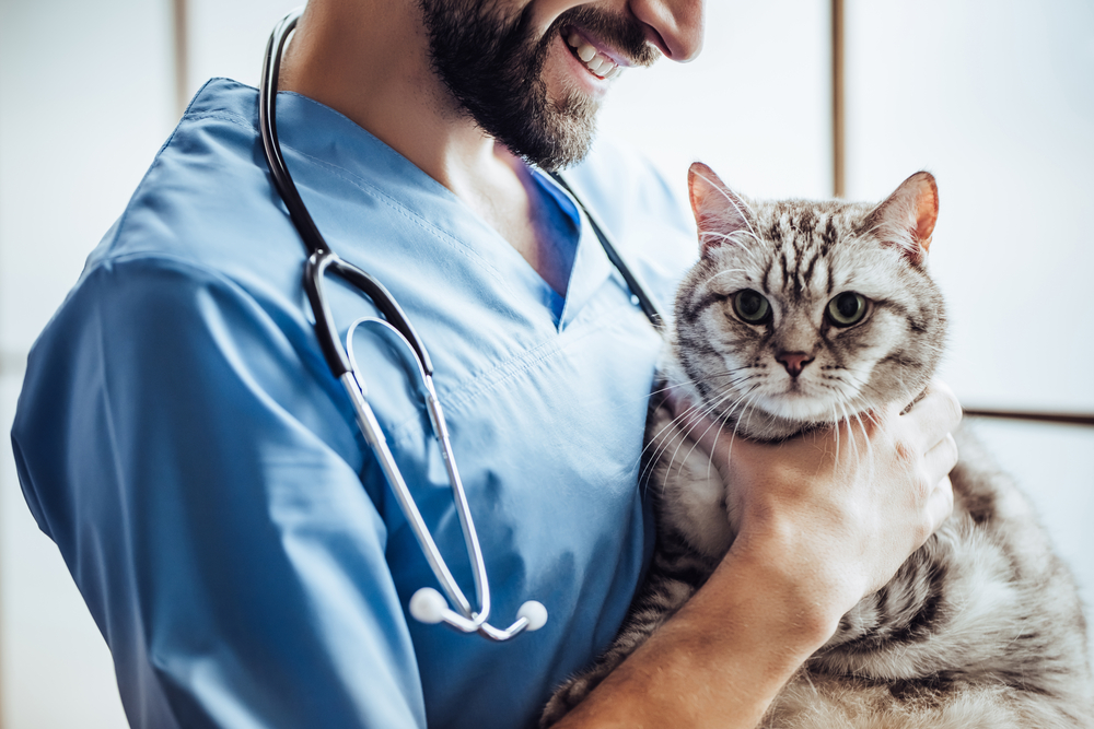 Male doctor veterinarian with stethoscope is holding cute grey cat