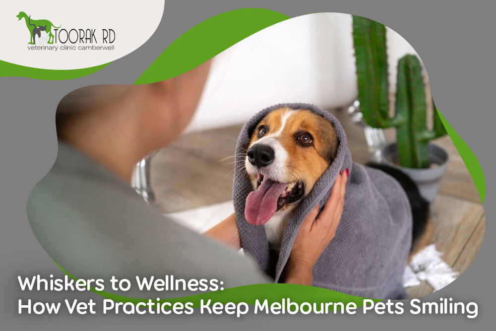 Whiskers to Wellness How Vet Practices Keep Melbourne Pets Smiling