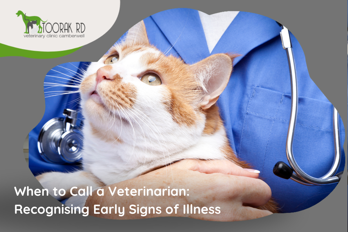 Veterinarian examining pet showing symptoms of distress