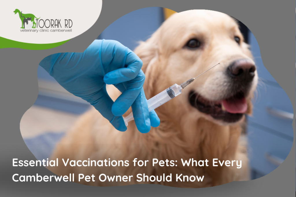 Vet administering vaccine to a happy dog in a clinic in Camberwell.